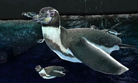 フンボルトペンギン2.jpg