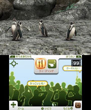 フンボルトペンギン3.jpg